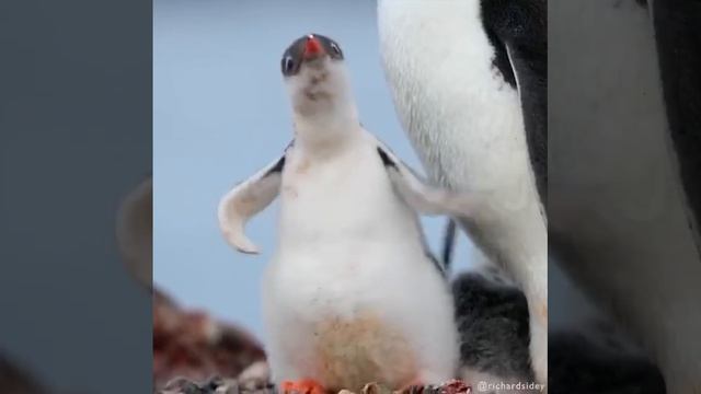 VID_20250614_081006_418.mp4