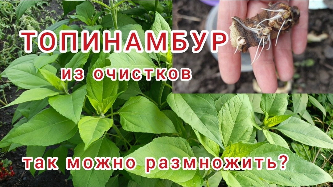 ТОПИНАМБУР. Что вырастет из ОЧИСТКОВ?