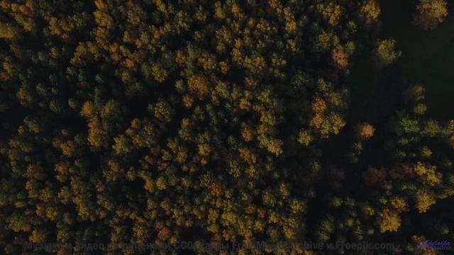 Саунд разрывает шаблоны о том, как должна звучать природа - Boward Heal -- New Millennium String Ens