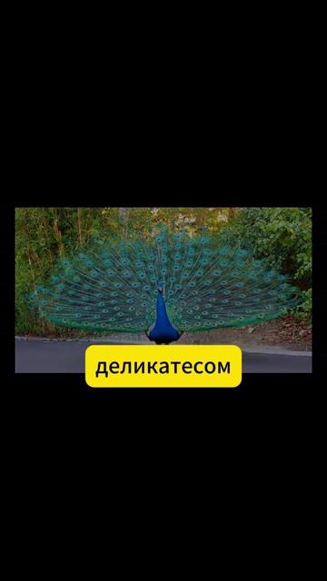 5 Интересных Фактов о Павлинах!! Поддержите меня Лайком и Подпиской!!!