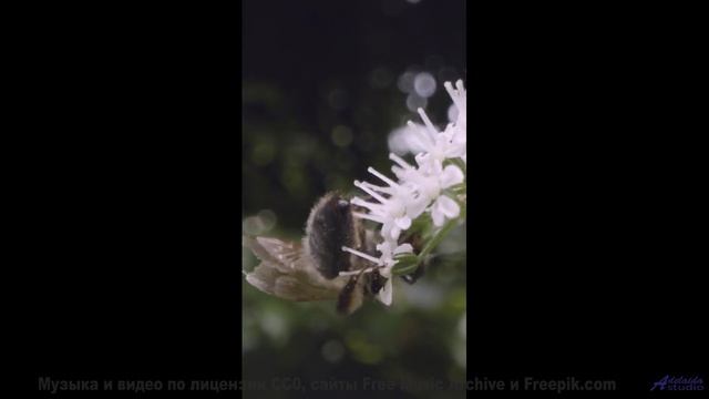 Пейзажи двигаются в ритме чистой свободы - Сосудосуженный (feat. Amokyo) -- Александр Недугин -- Кос