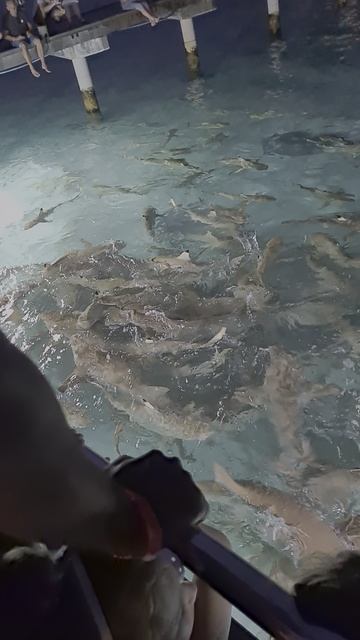 Много акул