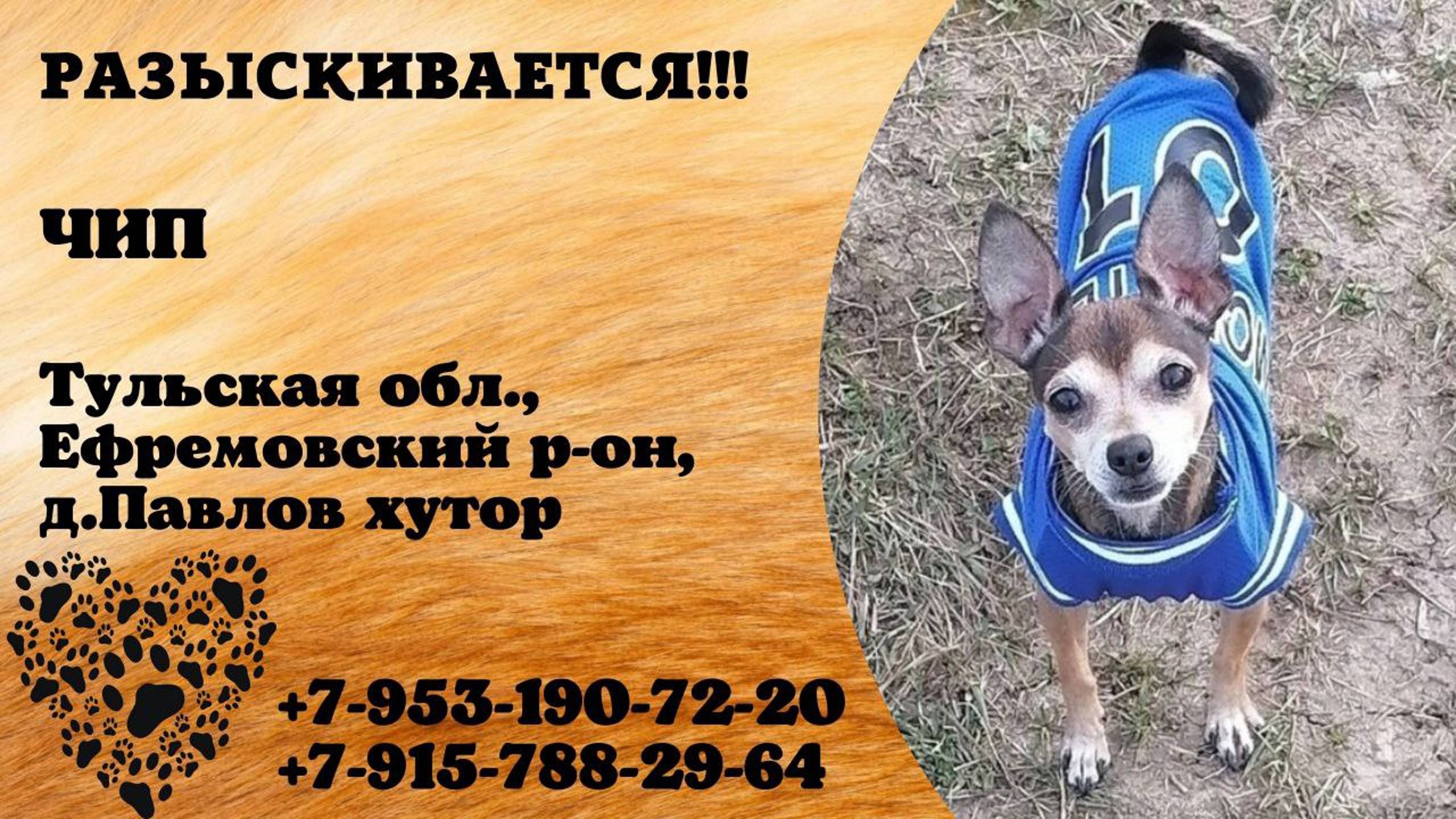 Пропала собака! ЧИП. Тульская обл, Ефремовский р-он, д. Павлов Хутор