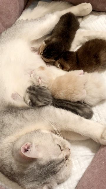 Котята кошки Кайли и котика Маню.