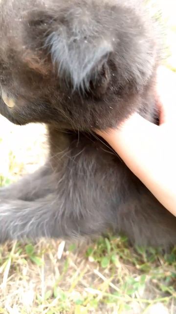 котёнка Уголёк