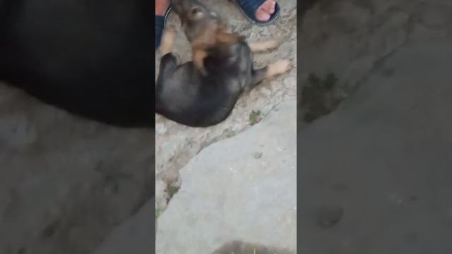 Какие ушки! Какие лапки! Какие зуббббки!!! 
До чего ж хороши! Люди покусаться ,побегать от души!