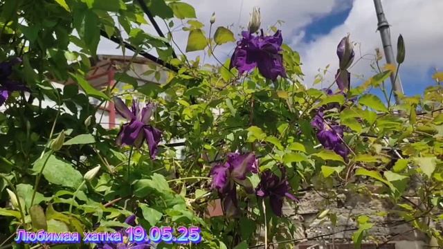 Любимая хатка 19.05.25
