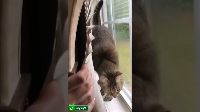 Эти Забавные Животные Поднимут Настроение Вашему Дню И Сделают его Ярче