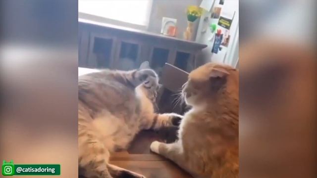 Эти Забавные Видео с Домашними Животными Поднимут Настроение Вашему Дню И Сделают его Ярче