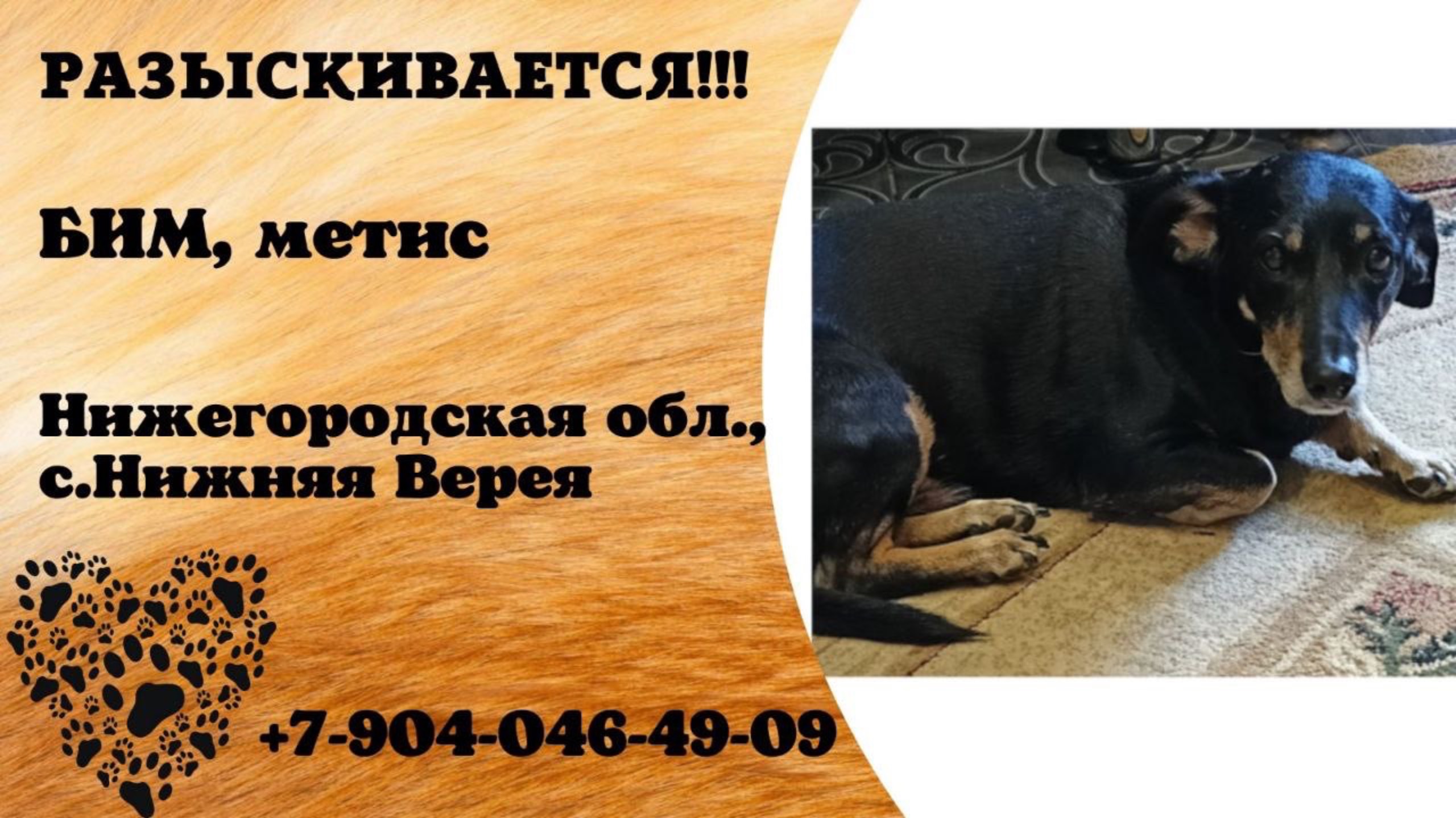 Пропала собака! БИМ, метис. Нижегородская обл., с.Нижняя Верея.
