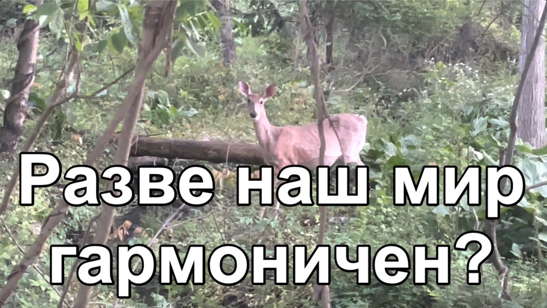 Разве наш мир гармоничен?