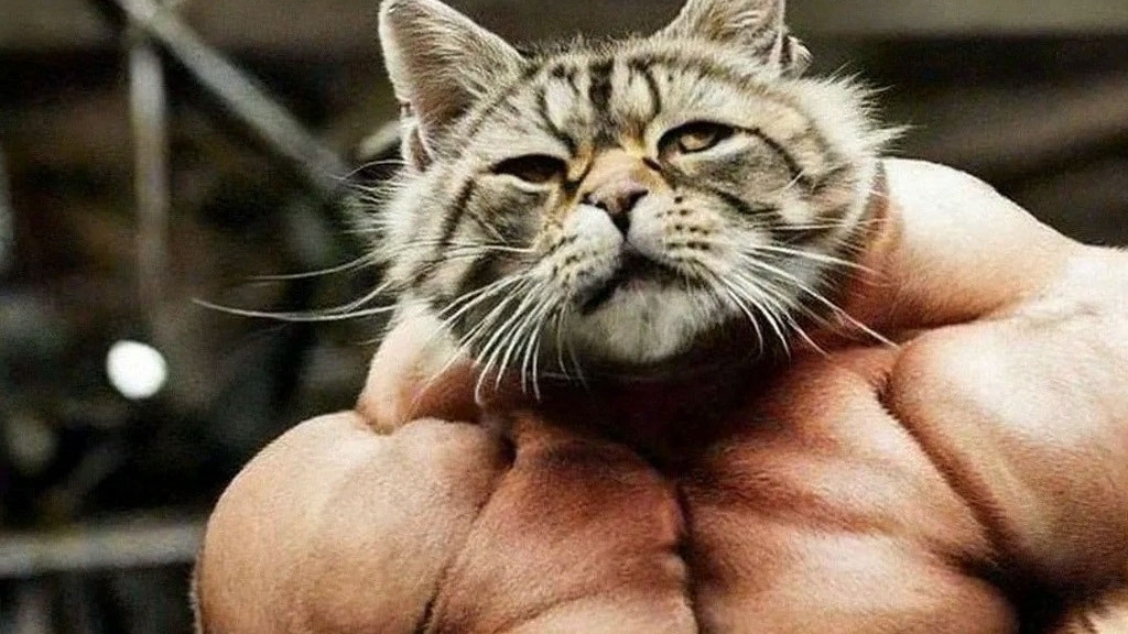 Мега коты