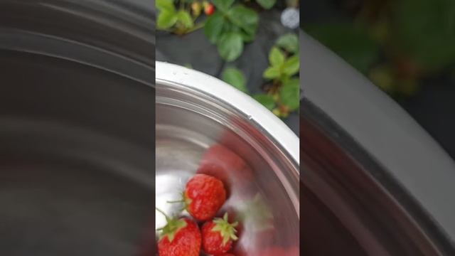 21-06-2025 🍓🍓🍓🍓🍓