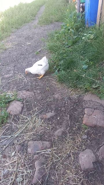 кормлю цыплёнка Ципика оводами🪰😋