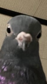 scene_output.mp4