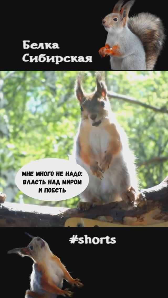 Белка активна на кормушке