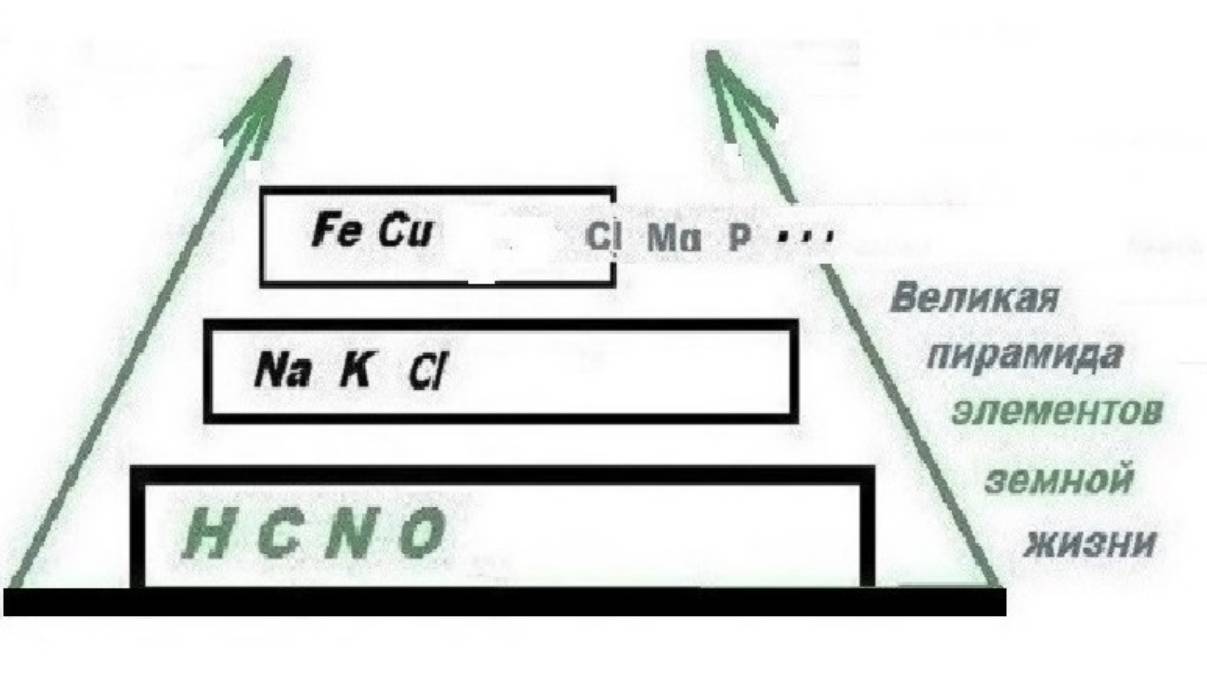 3-2-2 Адгезийная концепция генетики Нуклотиды сами по себе как данность Что это такое