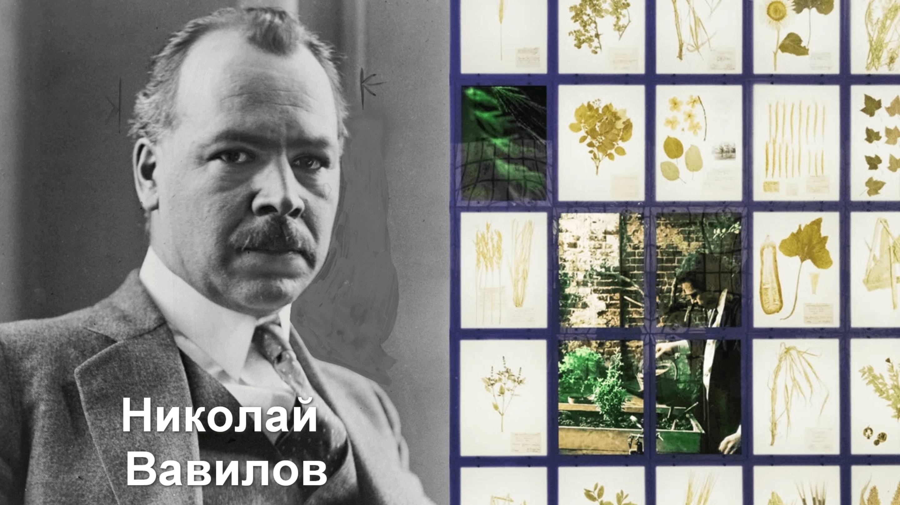 Николай Вавилов