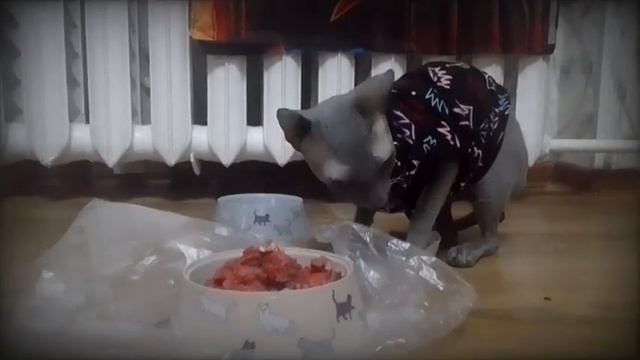 Сфинкс кушает мясо лапой/The Sphinx eats meat with its paw❤️✌️#cat #animals #sphynx