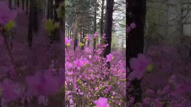 Цветение багульника. Олекминск