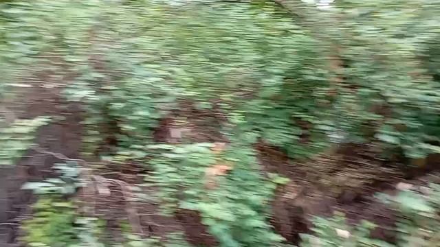 Прогулка со змеёй 🐍. Зашла за подарком 🎁 для змеи.