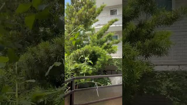 отель Панама, Лазаревское