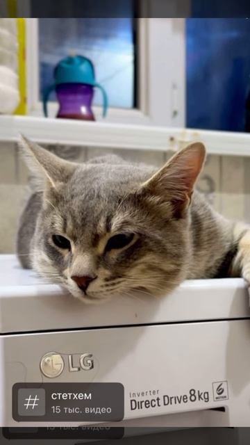 Котики и цитаты Стетхема