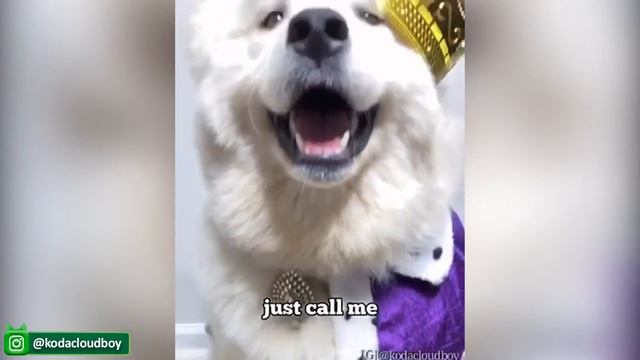 Забавные Кошки И Собаки - Это забавно - Попробуй Не Рассмеяться - Видео с милыми животными