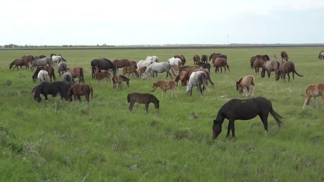 Половинский район. Курганская область