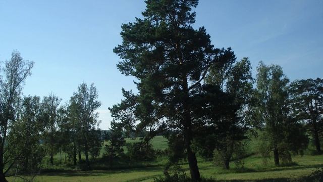 фото леса поездка =13