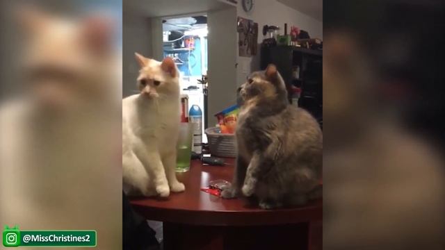 Наличие Домашней Собаки Или Кошки Дарит Вам Забавные Моменты В Вашей Жизни