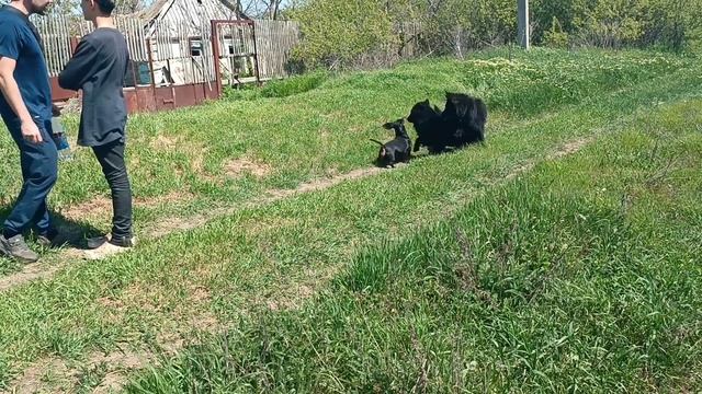 Чёрные немецкие  овчарки
