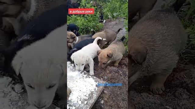 В добрые руки