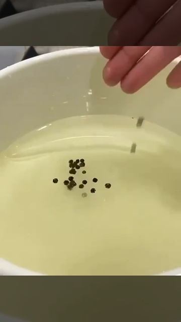 Маринованная капуста