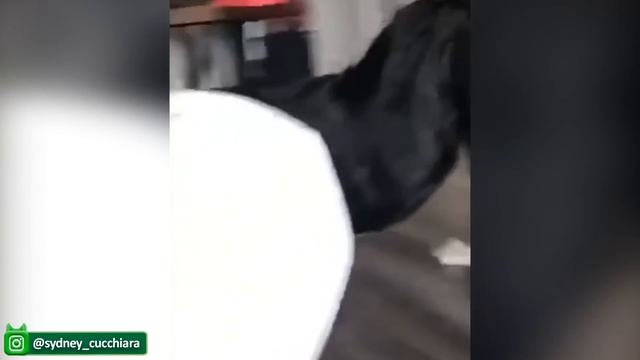 Постарайтесь Не Смеяться Над Забавным И Милым Видео с домашними животными