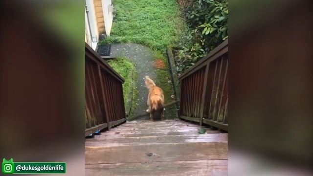 Самые смешные Кошки и Собаки - Смешные и Милые Видео с домашними животными