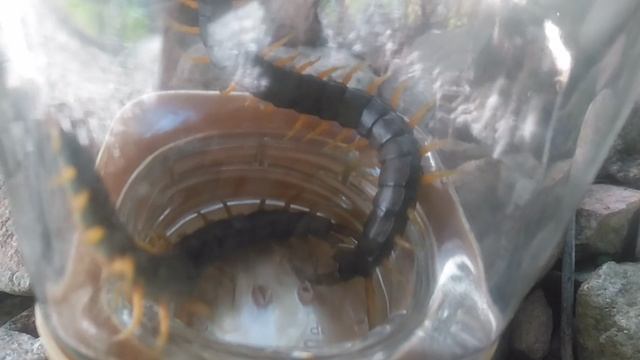 VID_20250621_172139.mp4