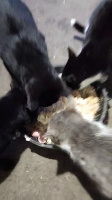 #reels #short #shorts #margo # cat #cats #shortvideo #shortsvideo #catshorts #catvideo #eat #food