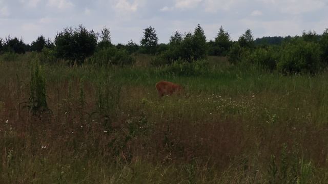 Я тут значит иду себе, а он такой стоит спокойный.