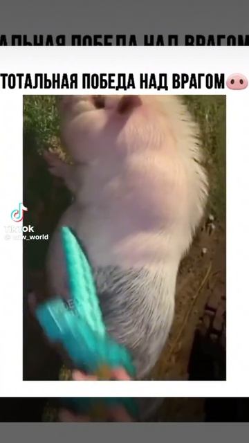 свинья из майнкрафта