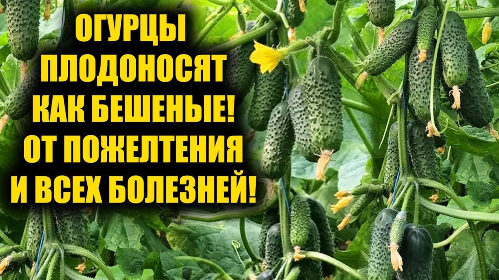 1 Литр под Огурцы! Засыпят урожаем, желтеть и болеть не будут!