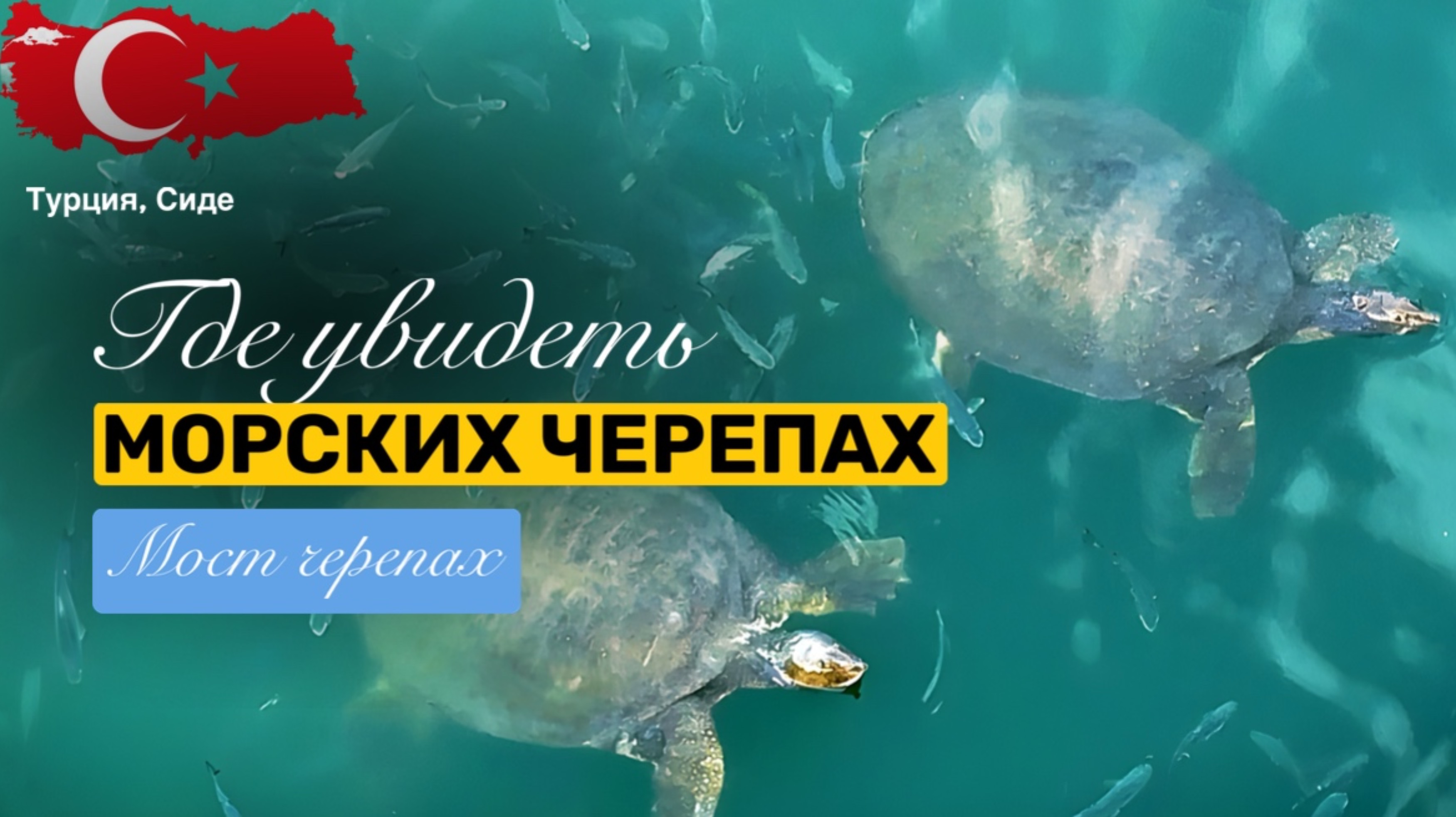 Где посмотреть больших морских черепах бесплатно в Сиде, Турция