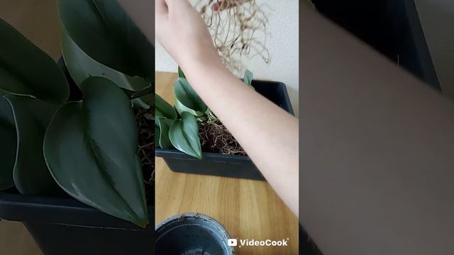 Эпипремнум Треби Мунлайт.