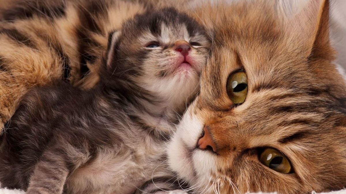 Заботы мамы-кошки🐱🐱(очень милое ИИ видео) 😀