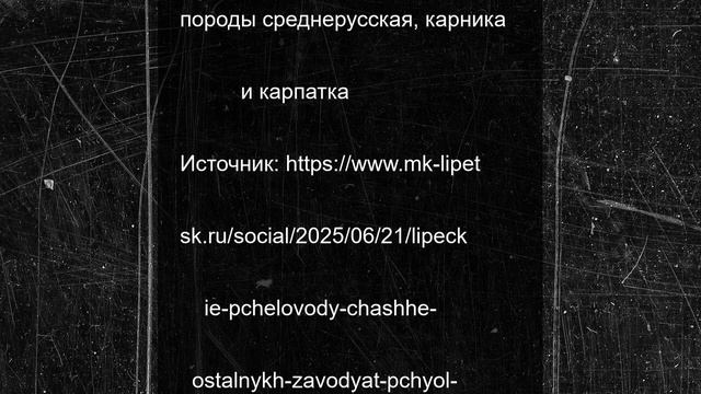 Липецкие пчеловоды чаще остальных заводят пчёл трёх пород