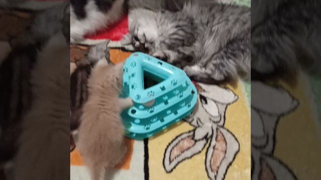 Разбойники🥰
Котята Мейн Кун