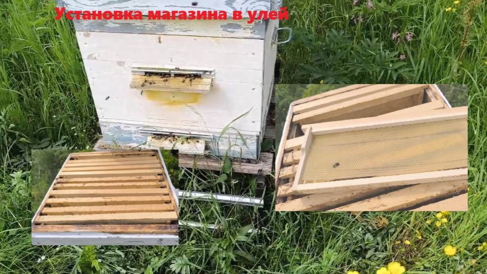 Установили магазин в улей  для увеличения медосбора. Расширение пчелиной семьи. #пчелы #пасека #мед