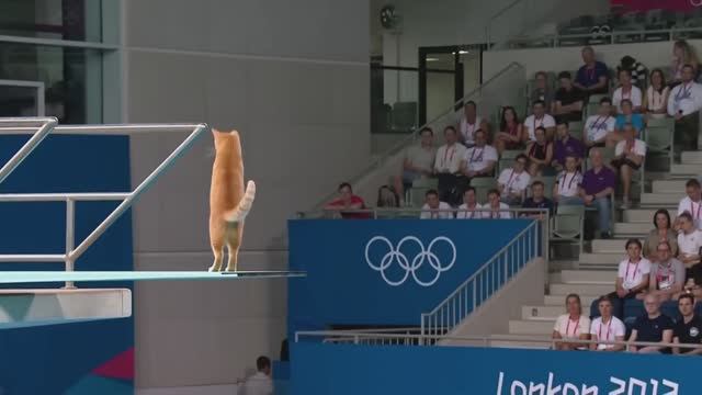 Кошачья Олимпиада