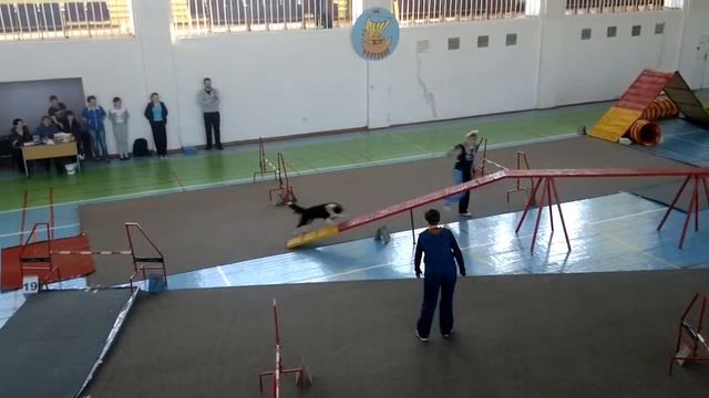Аджилити Вентури (Кубок Костромской обл.)