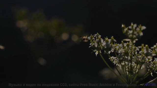Музыка делает каждый холм и реку бесконечными - LAvish -- SUPERARE -- III